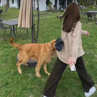 金鹰宝藏